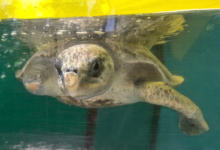 Dharifulhu Adopt sea turtle patient Dharifulhu to support her recovery. Image.