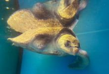 Dharifulhu sleeping Dharifulhu sleeping in her tank at the Rescue Centre. Image.