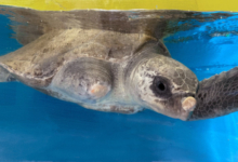 Dharifulhu Turtle patient Dharifulhu recovering in her tank at the Rescue Centre. Image.