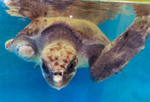 Dharifulhu Turtle patient Dharifulhu recovering in her tank at the Rescue Centre. Image.