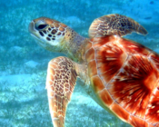 Green turtle swimming over seagrass, Dhuni Kolhu House Reef, Baa Atoll, Maldives. Image.