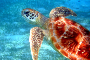 Lily, green turtle, adopted by Nicolas, Danijela & Roger Green turtle swimming over seagrass, Dhuni Kolhu House Reef, Baa Atoll, Maldives. Image.
