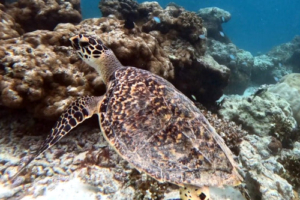 Faith, hawksbill, adopted Hawksbill turtle, Bodu Hithi House reef, North Male, Maldives. Image: