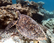 Hawksbill turtle, Bodu Hithi House reef, North Male, Maldives. Image:
