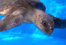 Theen Turtle patient Theen recovering in her tank at the Rescue Centre. Image.