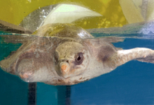 Dharifulhu Adopt turtle patient Dharifulhu. Image.