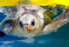 Dharifulhu Turtle patient Dharifulhu at the Rescue Centre. Image.