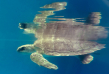 Theen Turtle patient Theen in her tank at the Rescue Centre, not long before her release. Image.