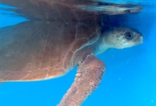 Ele Turtle patient Ele in his tank at the STHI. Image.