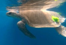 Ele Turtle patient Ele in his tank at the STHI. Image.