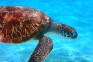 Carmen, green turtle, adopted for João Green turtle with beautiful shell, Maldives. Iamge.