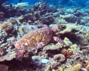 Hawksbill turtle swimming over coral reef, Table Coral Garden, North Male Atoll, Maldives. Image.