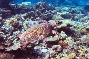 Brosk, hawksbill, adopted for Eva Hawksbill turtle swimming over coral reef, Table Coral Garden, North Male Atoll, Maldives. Image.
