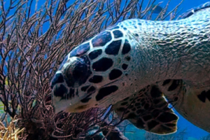 Eleni, hawksbill, adopted by Meredith Hawksbill turtle, Kuda Rah Thila, Ari Atoll, Maldives