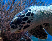 Hawksbill turtle, Kuda Rah Thila, Ari Atoll, Maldives