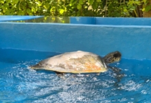 Koamas Turtle patient Koamas coming up for air in her tank at the rescue centre. Image.