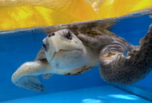 Noora Turtle patient Noora recovering in her tank. Image.