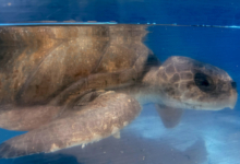 Noora Turtle patient Noora recovering in her tank at the Rescue Centre. Image.