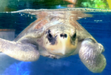 Noora Adopt patient Noora. Image.