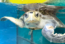 Noora Adopt turtle patient Noora. Image.