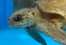 Sanfa Turtle patient Sanfa in her tank at the Raa Atoll Care Centre. Image.