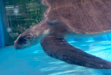 Sanfa Turtle patient Sanfa at the Raa Sea Turtle Care Centre. Image.