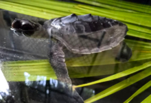 Kuda Post-hatchling turtle patient Kuda in her small tank at the Rescue Centre. Image.