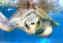 Noora Adopt turtle patient Noora. Image.