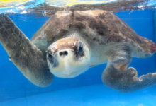 Noora Adopt sea turtle patient Noora to support her recovery. Image.