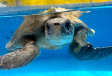 Noora Turtle patient Noora in her tank at the Rescue Centre. Image.