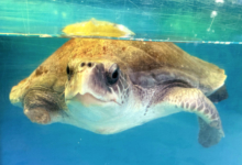 Riveli Adopt sea turtle patient Riveli to support her recovery. Image.