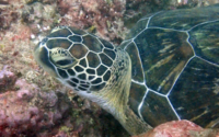 Bubble, green turtle, adopted Juvenile green turtle resting in the reef, Galu, Kenya. Image.