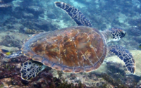 Amalapuram, green turtle, adopted by Subrahmanyam Pasumarty for Lakshmi Juvenile green turtle swimming, Galu, Kenya. Image.