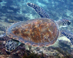 Adopt G1087 Adopt a wild sea turtle in Kenya. Image.