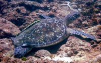 Cristóbal, green turtle, adopted Juvenile green turtle resting in the reef, Jadini, Kenya. Image.