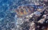 Lydia, green turtle, adopted for Lydia Juvenile green sea turtle swimming over a reef, Kisima Mungu, Kenya. Image.