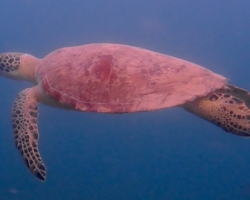 Adopt GM118 Name and adopt a sea turtle in Oman, to support conservation. Image.