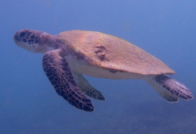 Juvenile green turtle swimming, Zighy Bay, Oman. Image.
