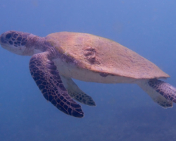 Adopt GM122 Name and adopt a sea turtle in Oman, to support conservation. Image.