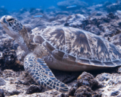 Juvenile green turtle resting on the reef, Hithadhoo Corner, Laamu Atoll, Maldives. Image.