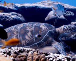 Adopt GR1863 Name and adopt a sea turtle in the Maldives, to support conservation. Image.