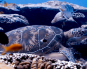Green turtle resting in the reef, Hithadhoo Corner, Laamu Atoll, Maldives. Image.