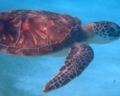 Juvenile green sea turtle, Dhuni Kolhu House Reef, Baa Atoll, Maldives. Image.