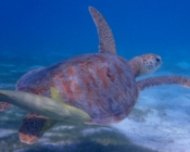 Juvenile green turtle swimming in seagrass lagoon, Dhuni Kolhu House Reef, Baa Atoll, Maldives. Image.