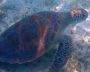 Juvenile green turtle grazing in seagrass meadow, Dhuni Kolhu House Reef, Baa Atoll, Maldives. Image.