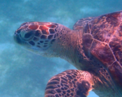 Juvenile green sea turtle in seagrass meadow, Dhuni Kolhu House Reef, Baa Atoll, Maldives. Image.