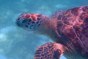Beau, green sea turtle, adopted Juvenile green sea turtle in seagrass meadow, Dhuni Kolhu House Reef, Baa Atoll, Maldives. Image.