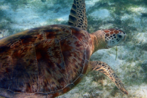 Tony, green turtle, adopted Juvenile green turtle in seagrass meadow, Dhuni Kolhu House Reef, Baa Atoll, Maldives. Image.