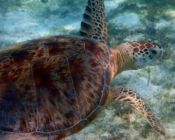 Juvenile green turtle in seagrass meadow, Dhuni Kolhu House Reef, Baa Atoll, Maldives. Image.