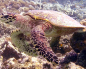 Hawksbill turtle on coral reef, Bodu Hithi House Reef, North Malé, Maldives. Image.